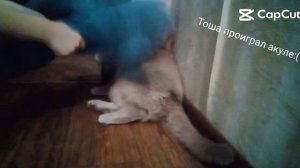 тоша проиграл:( тоша часть 8 )