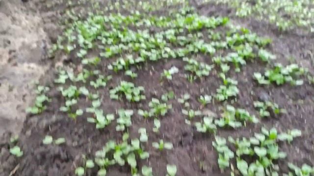 ПОСЛЕДНИЙ ПОСЕВ РАННЕЙ КАПУСТЫ В ЭТОМ СЕЗОНЕ СИНЯЯ ЦВЕТНАЯ БЕЛОКОЧАННАЯ смотреть онлайн