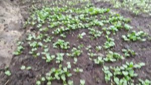 ПОСЛЕДНИЙ ПОСЕВ РАННЕЙ КАПУСТЫ В ЭТОМ СЕЗОНЕ СИНЯЯ ЦВЕТНАЯ БЕЛОКОЧАННАЯ