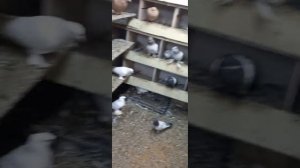 Таджикские голуби лалаки, черногрудые, красногрудые !!!