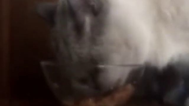 Пародия на рекламу Мокрый корм для кошек Purina Felix Sensations в Удивительном соусе. смотреть онлайн