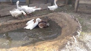 Холмогорские гусаки дерутся, победила молодость!!!