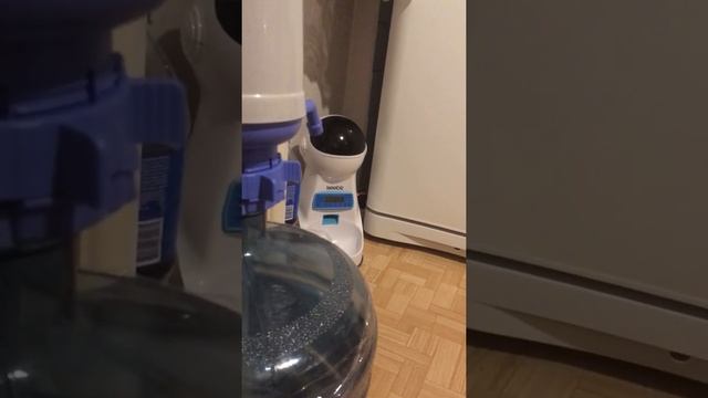 Кот ест из автоматической кормушки