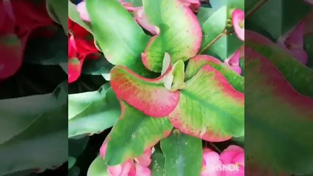 Mis coronas de cristo ahora las amo 37 смотреть онлайн