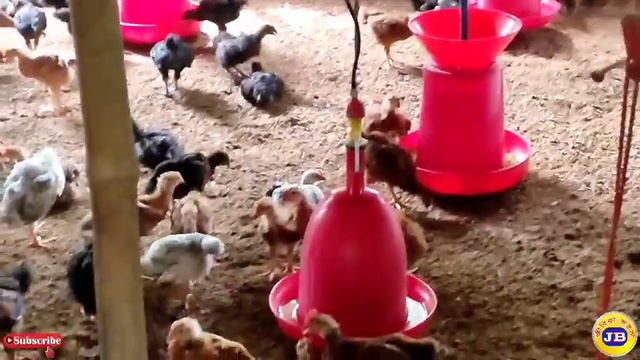 বর্ষাকালে পোল্ট্রি ফার্মের পরিচর্যা ও বিভিন্ন রোগ এবং তার প্রতিকার | poultry farming смотреть онлайн