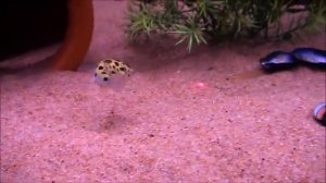 Puffer fish chases laser