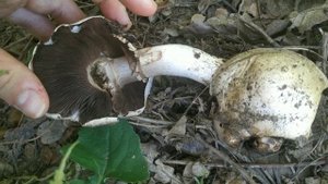 РуДы рУдЫ РЫК Тамара Миансарова Грибные посиделки