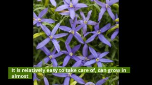 Top 11 Amazing Types of Blue Flowers For Your Garden