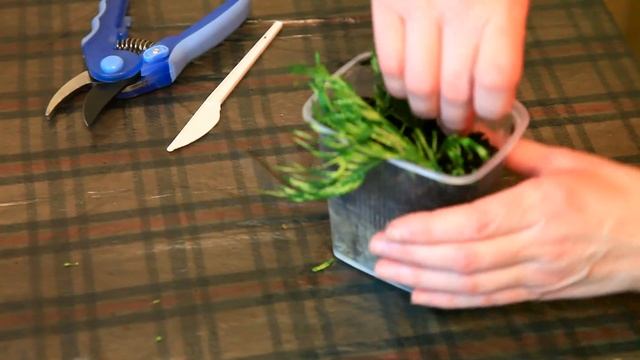 Быстрое размножение туи и других хвойных зимними черенками. Плотная изгородь из елок