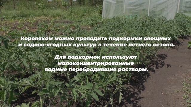 Коровяк. Приготовление. Применение. Полезные свойства.