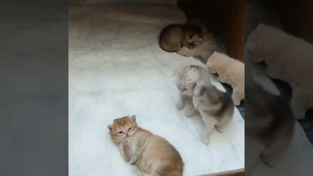 Новорожденные котята смотреть онлайн