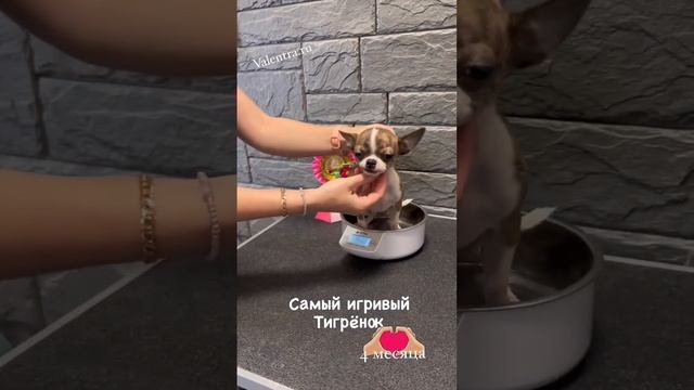 Тигровый ЧИХУАХУА #купитьщенка #чихуахуа #chihuahua #puppy #щенкичихуахуа #щенок