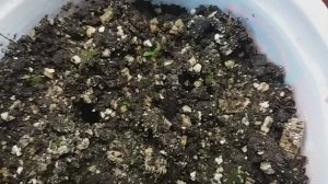 Примула от посева до цветения