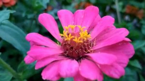 Плен 108 серия русская озвучка | Афифе арестована