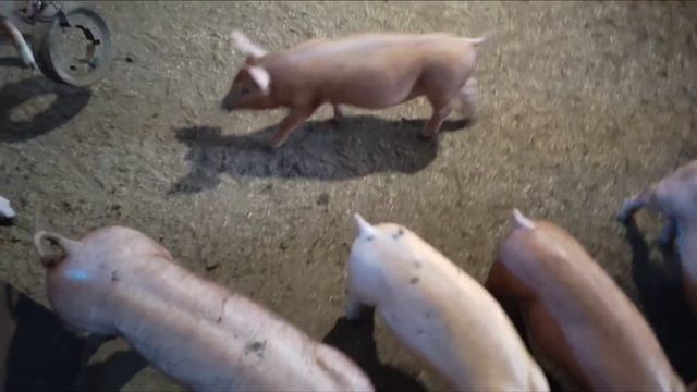 Дешёвый Стимулятор роста для  Свиней.