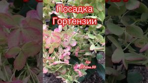 ГОРТЕНЗИЯ МЕТЕЛЬЧАТАЯ...ПОСАДКА, ХЛОРОЗ, ОЖОГ, МУЛЬЧИРОВАНИЕ, ПОЛИВ