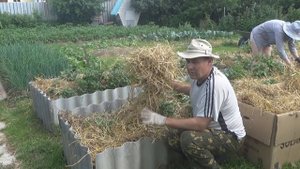 ПОСАДКА КАРТОФЕЛЯ под СОЛОМУ.  Окучиваем картофель. ЧАСТЬ 3