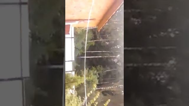 цветы ромашки розы календула анютины глазки хосты дача сад смотреть онлайн