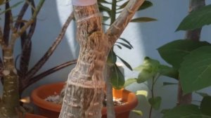 Прививка родных веток адениума на себя