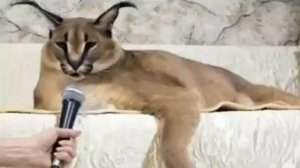 флоппа рассказывает анекдот