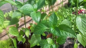 Выращивание рассады болгарских и острых перцев после пикировки.