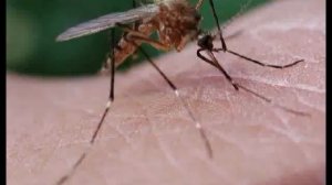 Новоуренгойцев атаковали насекомые.