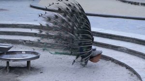 Павлин полностью раскрыл хвост. Peacock