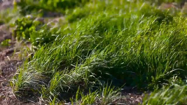 Нас 25000 практиков! Двигаемся к гармоничной жизни дальше. смотреть онлайн