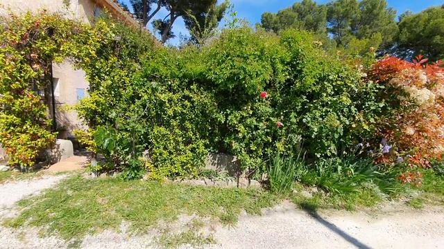 Самый КРАСИВЫЙ месяц МАЙ и Мой умытый сад после дождей! РОЗЫ 2021 ПОНЕСЛОСЬ! ? смотреть онлайн