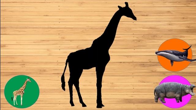 Cute Animals Hippo, Kangaroo, Snake, Deer, Dinosaur, Whale, 귀여운 동물 하마, 캥거루, 뱀, 사슴, 공룡, 고래 смотреть онлайн