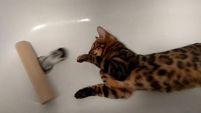 Суровый Дальневосточный хомяк и бенгальский кот. смотреть онлайн