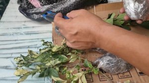 Unbox Variegated Kalamansi and Rosal (Gardenia) Plants