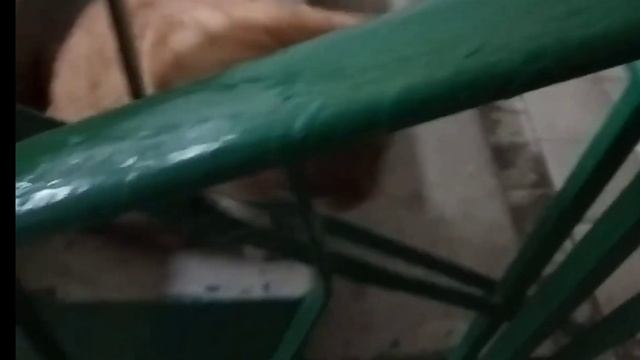 Солнечный кот Лёха ушёл на радугу...?