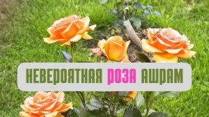 Невероятная Роза Ашрам (Ashram)??