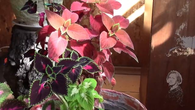 ПАРАЗИТЫ НА КОЛЕУСЕ. КАК УБРАТЬ!? смотреть онлайн