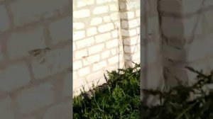 Антон идёт какать