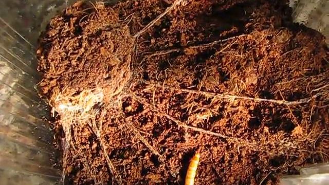 Feeding Liphistius malayanus (Malaysian Trapdoor) смотреть онлайн