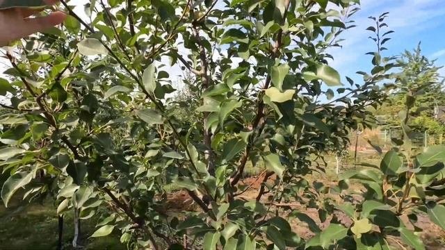 Десертная Россошанская. Сорт осеннего срока созревания.