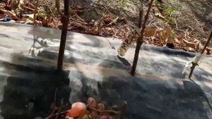 Новые формы винограда ( Алекс, Медея и др.) 3 сентября 2022. Виноградник Щереденкова В. А.