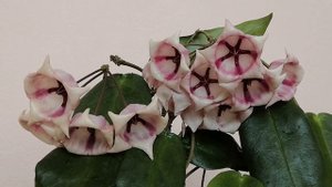 Мои хойи! ?️Арчболдиана и Керри?