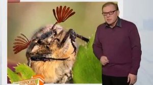Как летает майский жук