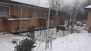 САО/АЛАБАИ/ВОЛКОДАВЫ. У НАС ПОПОЛНЕНИЕ!/Нужно имя для, девочки Алабая!/ СУДЬБА канала!/