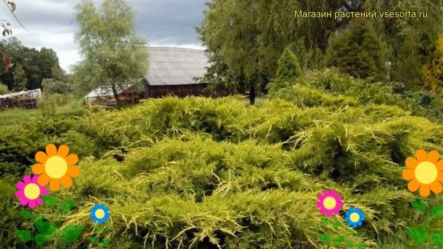Можжевельник пфитцериана Пфитзериана Ауреа. Краткий обзор juniperus x pfitzeriana Pfitzeriana Aurea смотреть онлайн
