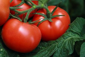 ОБЗОР УРОЖАЙНЫХ,КРУПНОПЛОДНЫХ И ВКУСНЫХ ТОМАТОВ,КОТОРЫЕ Я ВЫРАЩИВАЛА В ЭТОМ СЕЗОНЕ.(3ч)