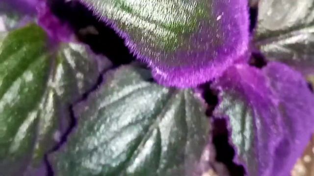 KARA SEVDA ÇİÇEĞİ YETİŞTİRMENİN PÜF NOKTALARI (GYNURA-KARA SEVDA ÇİÇEĞİ) смотреть онлайн