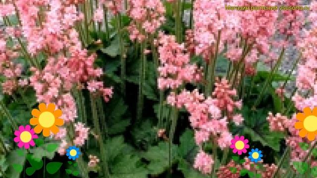 Гейхерелла обыкновенная Пинк Революшн. Краткий обзор, описание heucherella hybr. Pink Revolution смотреть онлайн