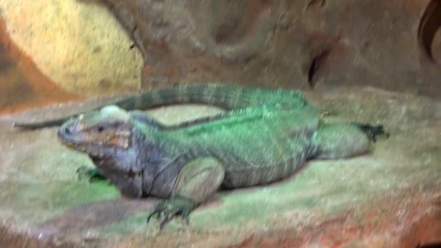 Rhinoceros Iguana Facts: the IGUANA with a HORN ? Animal Fact Files смотреть онлайн