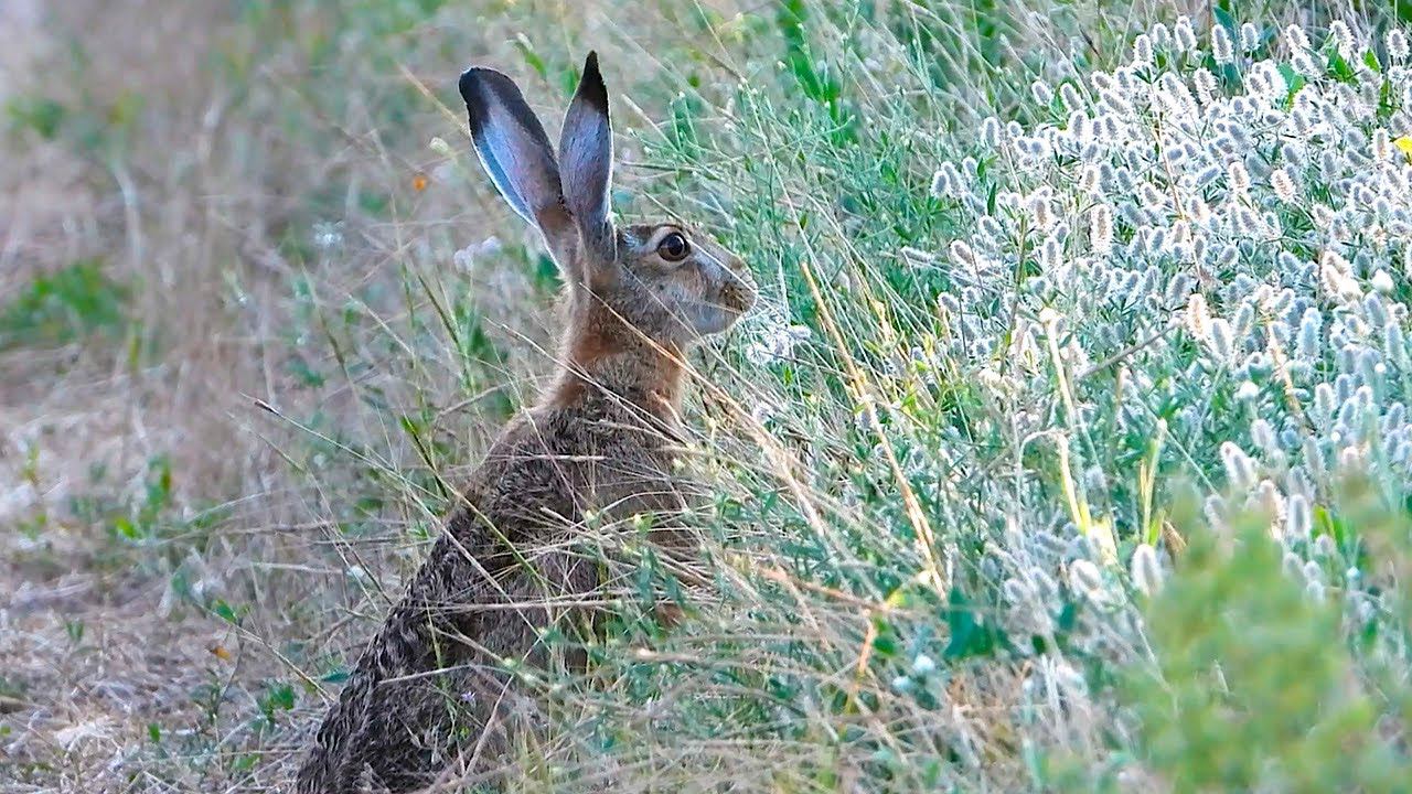 Зайчонку очень нравится Клевер пашенный / Hare really likes hare's-foot clover смотреть онлайн