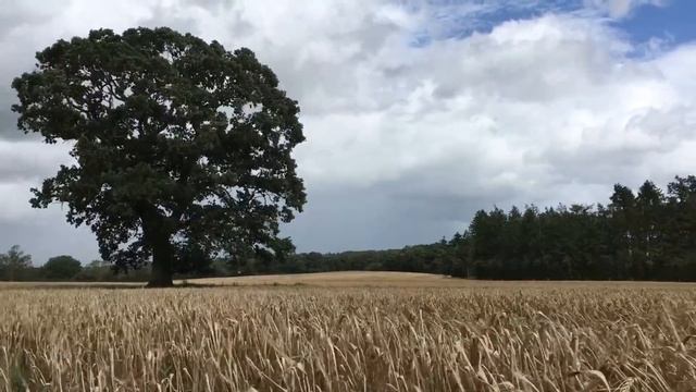 Расслабляющие звуки природы для сна и медитации смотреть онлайн