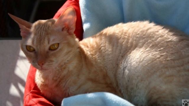 Алфавит в 4 лапы/Г: Герман Рекс или Немецкий рекс/История породы/характер/отличительные черты/ смотреть онлайн